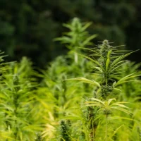 Texas Officials Are Facing A Federal Lawsuit Over New Hemp Product Restrictions