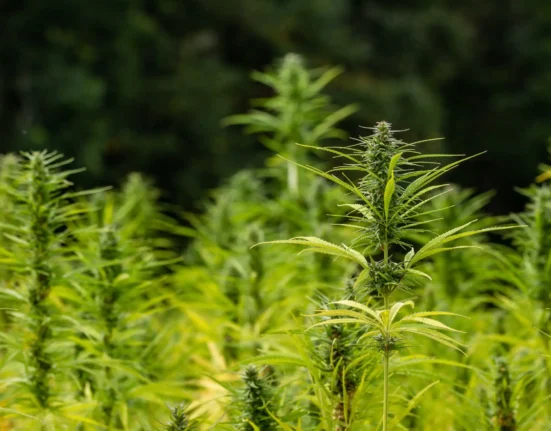 Texas Officials Are Facing A Federal Lawsuit Over New Hemp Product Restrictions