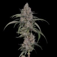 The Industry Bet Against Bud. Flower Smokers Never Left.