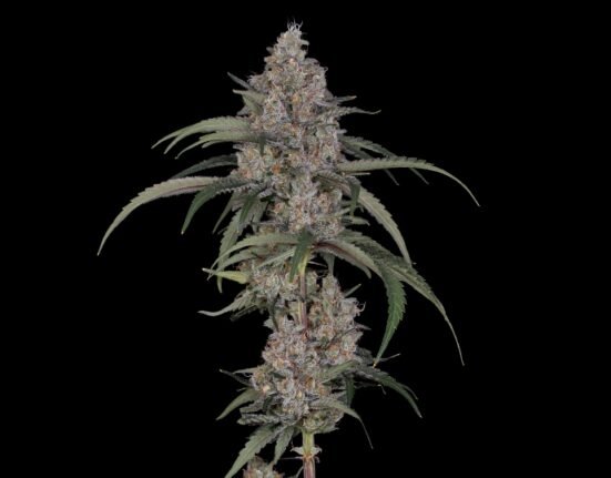 The Industry Bet Against Bud. Flower Smokers Never Left.