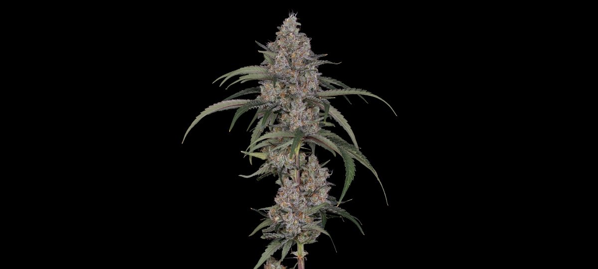 The Industry Bet Against Bud. Flower Smokers Never Left.