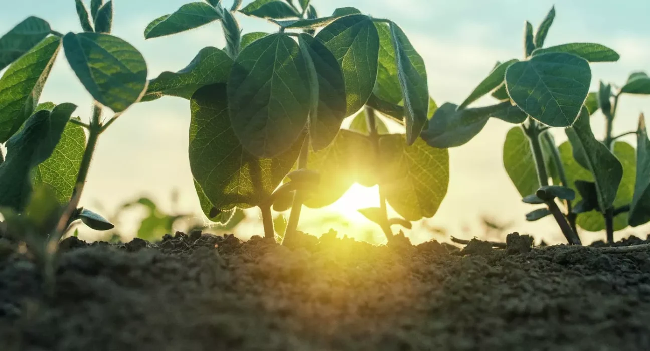 Why Growers Keep Talking About Crop Steering
