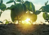 Why Growers Keep Talking About Crop Steering