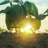 Why Growers Keep Talking About Crop Steering