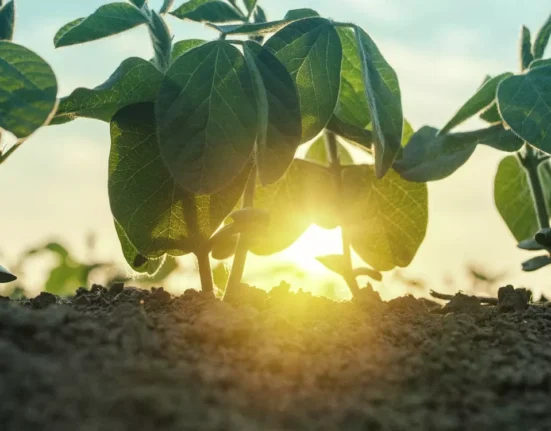 Why Growers Keep Talking About Crop Steering