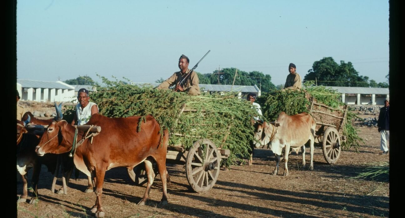 Ed Rosenthal: Why India Should Re-Legalize Cannabis