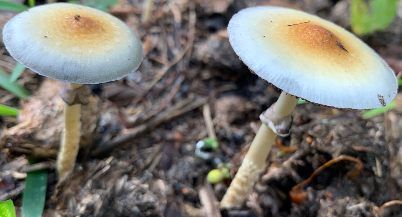For Veterans, Psychedelic Access Must Mean More Than Access To A Drug (Op-Ed)