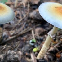 For Veterans, Psychedelic Access Must Mean More Than Access To A Drug (Op-Ed)