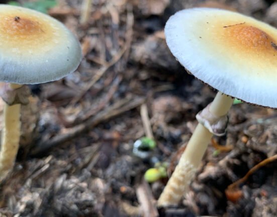 For Veterans, Psychedelic Access Must Mean More Than Access To A Drug (Op-Ed)