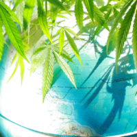 international cannabis
