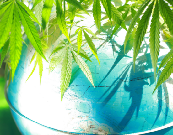 international cannabis