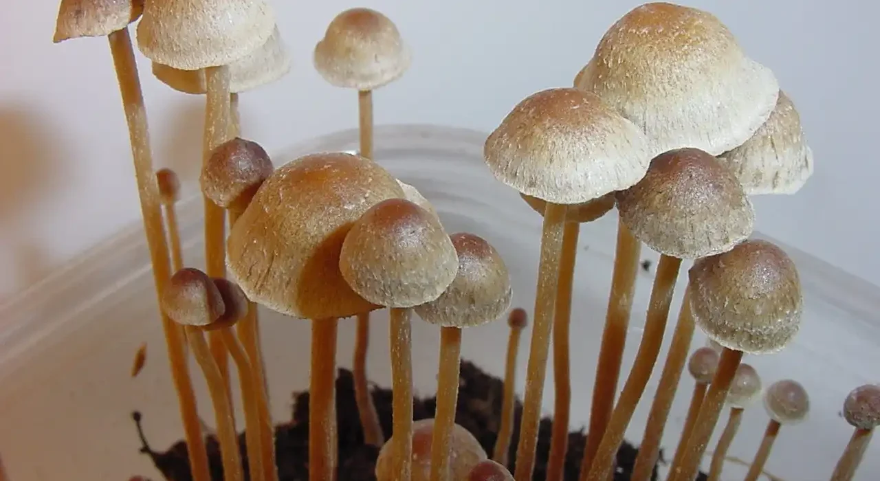 Oregon Psilocybin Businesses Celebrate As State Officials Rescind Proposed Fee Hikes