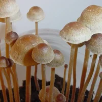Oregon Psilocybin Businesses Celebrate As State Officials Rescind Proposed Fee Hikes