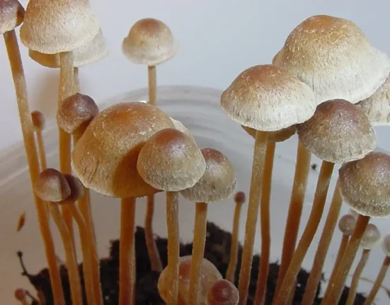 Oregon Psilocybin Businesses Celebrate As State Officials Rescind Proposed Fee Hikes