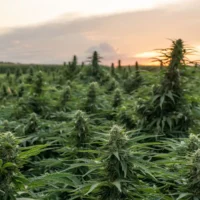 Rhode Island Hemp Farmer Wants Attorney General Candidates To Answer These Questions (Op-Ed)