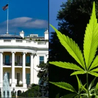 Trump Releases More Federal Marijuana Prisoners As DEA Considers Rescheduling Cannabis