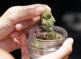 cbd flower spain