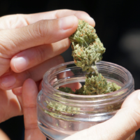 cbd flower spain