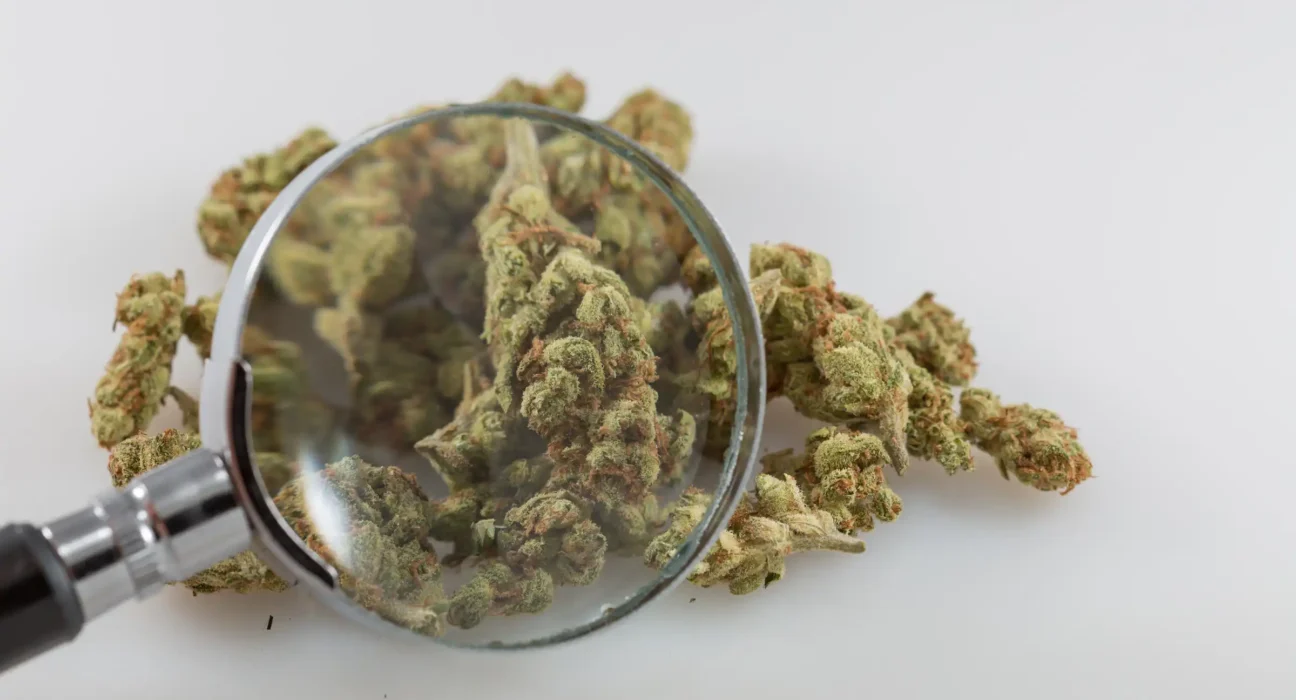 Colorado's Marijuana Product Testing Rules Have Safety Gaps, State Audit Finds
