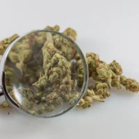 Colorado's Marijuana Product Testing Rules Have Safety Gaps, State Audit Finds
