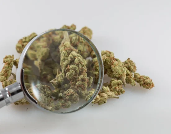 Colorado's Marijuana Product Testing Rules Have Safety Gaps, State Audit Finds