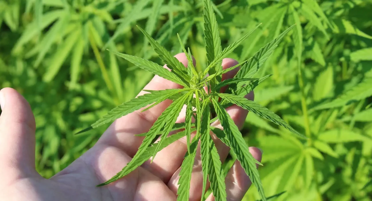 DOJ Isn't 'Micromanaging' State Marijuana Laws With Prosecution Of Virginia Senator, Blanche Says