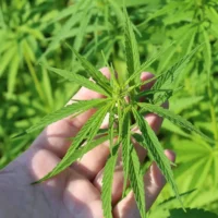 DOJ Isn't 'Micromanaging' State Marijuana Laws With Prosecution Of Virginia Senator, Blanche Says