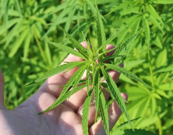 DOJ Isn't 'Micromanaging' State Marijuana Laws With Prosecution Of Virginia Senator, Blanche Says