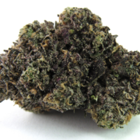 High Times Strains of the Month: October 2026