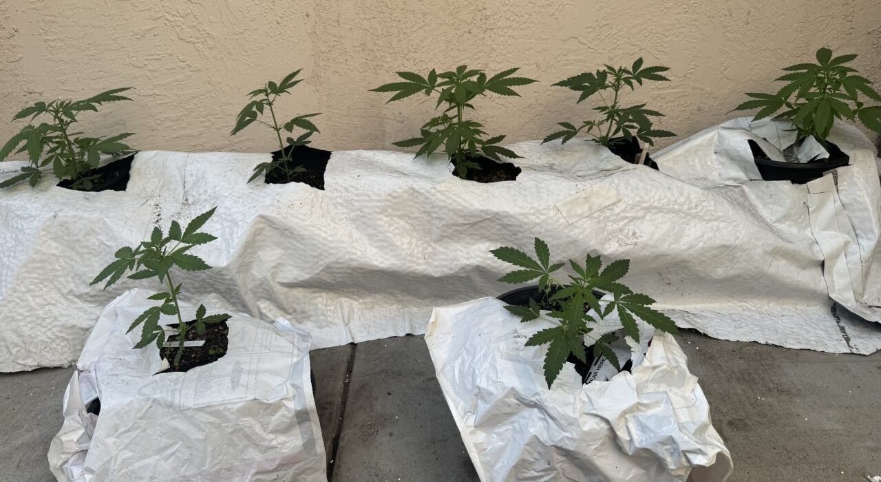 How Much Light Can Cannabis Plants Take? Ed Rosenthal on PPFD and CO2