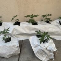How Much Light Can Cannabis Plants Take? Ed Rosenthal on PPFD and CO2