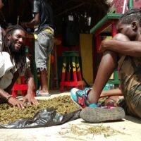jamaica cannabis growers