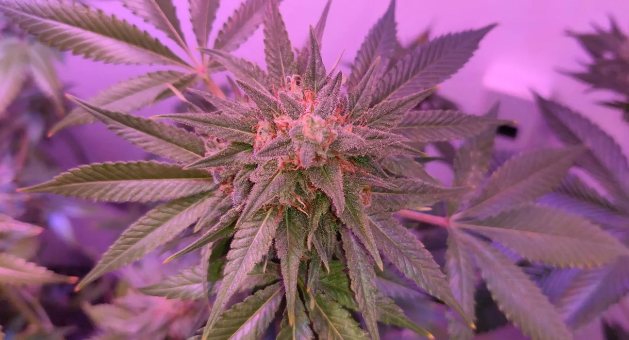 Nebraska Officials Consider Changes To Medical Marijuana Rules