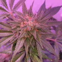 Nebraska Officials Consider Changes To Medical Marijuana Rules