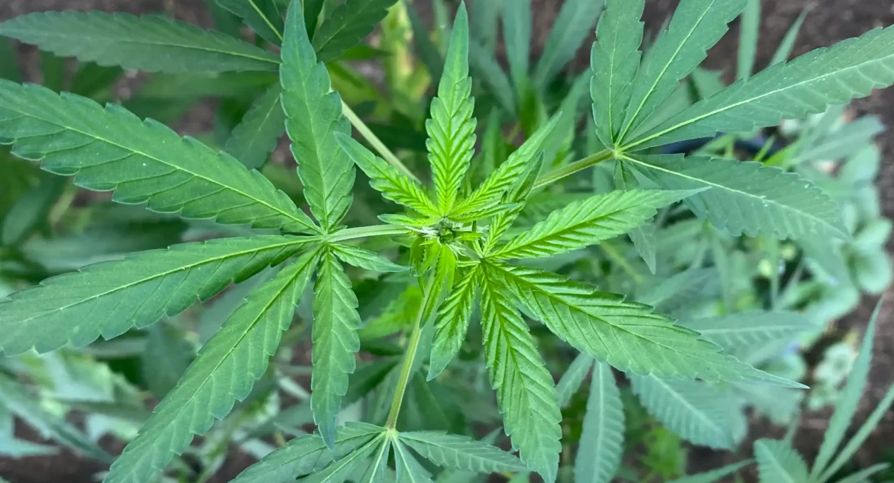 No, Marijuana Doesn't Cause Users To Become Violent, Despite Alarmist Reports (Op-Ed)