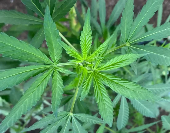 No, Marijuana Doesn't Cause Users To Become Violent, Despite Alarmist Reports (Op-Ed)