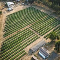 Regenerative Cannabis: Living Soil Growers in Humboldt, Oregon and Maine