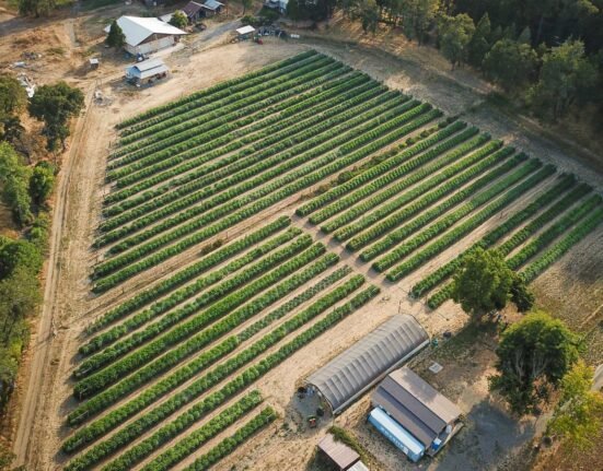 Regenerative Cannabis: Living Soil Growers in Humboldt, Oregon and Maine