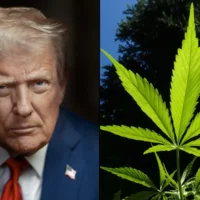 Trump Complains That Democratic-Run Cities Smell Like Marijuana