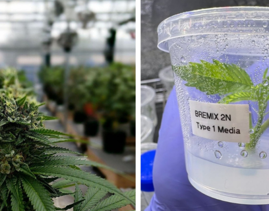 Who Owns Cannabis Genetics Now? The Tools Are Shared